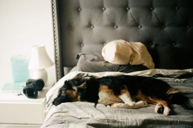 dog sleeping on bed