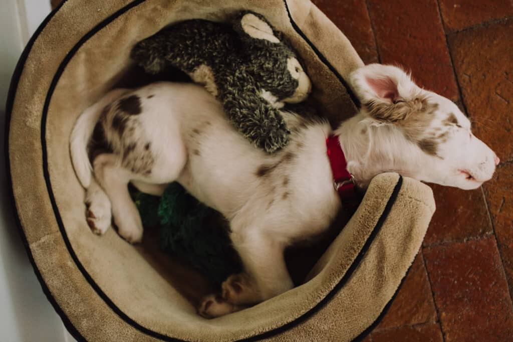 puppy sleeping in dog bed