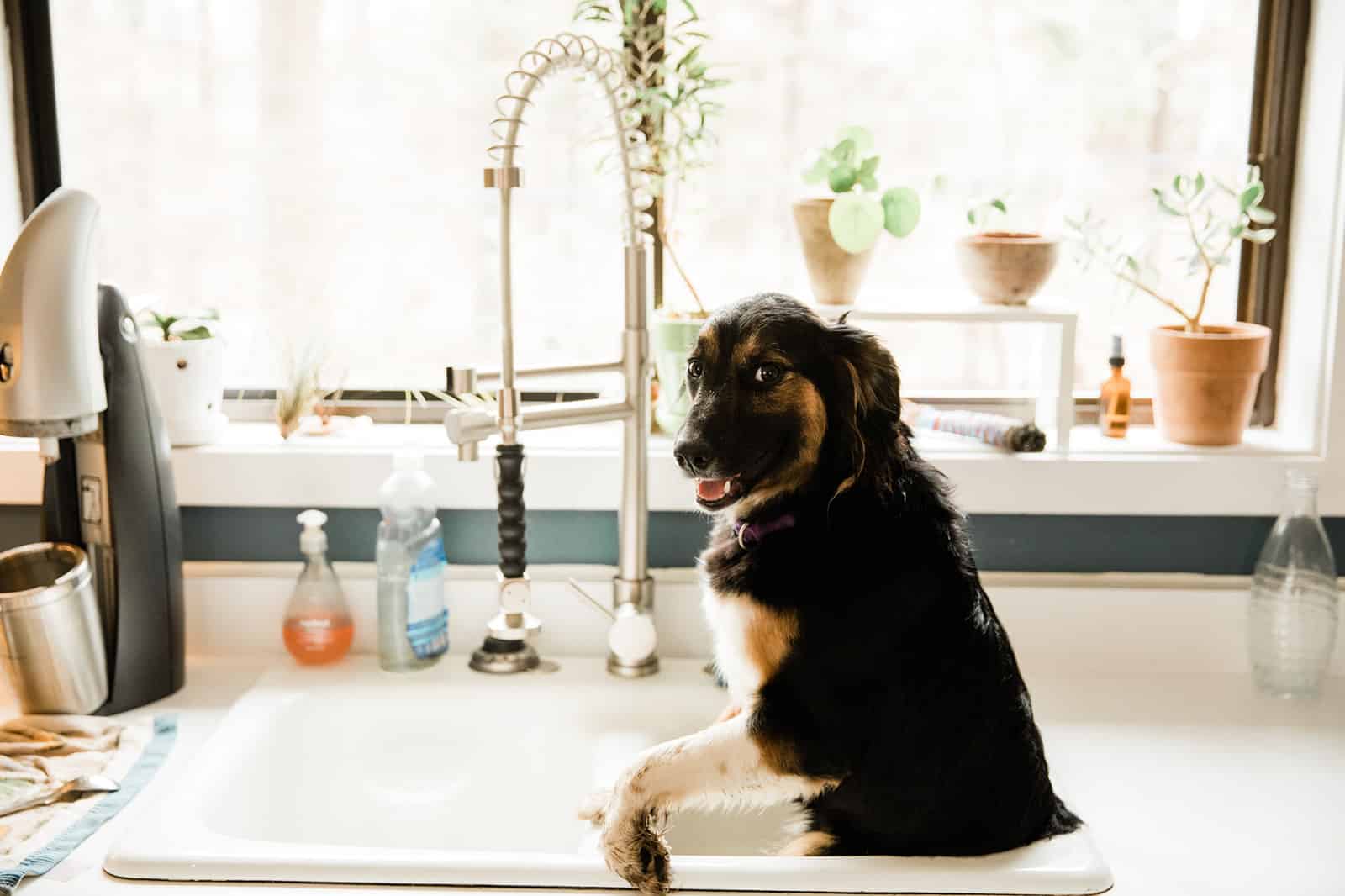 dirty dog in airbnb sink