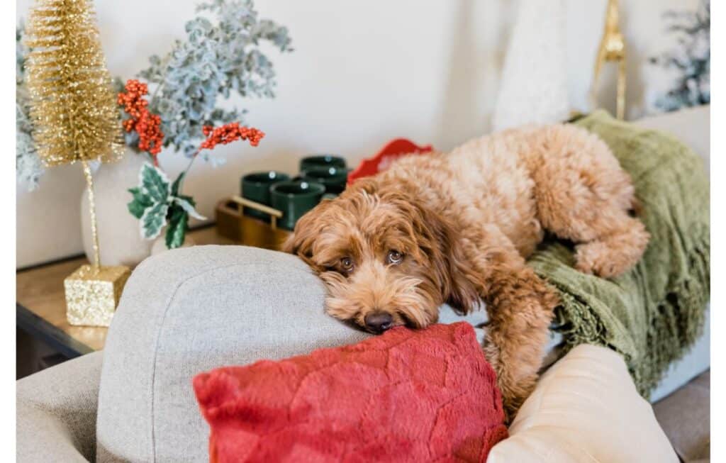 labradoodle ontop of a couch